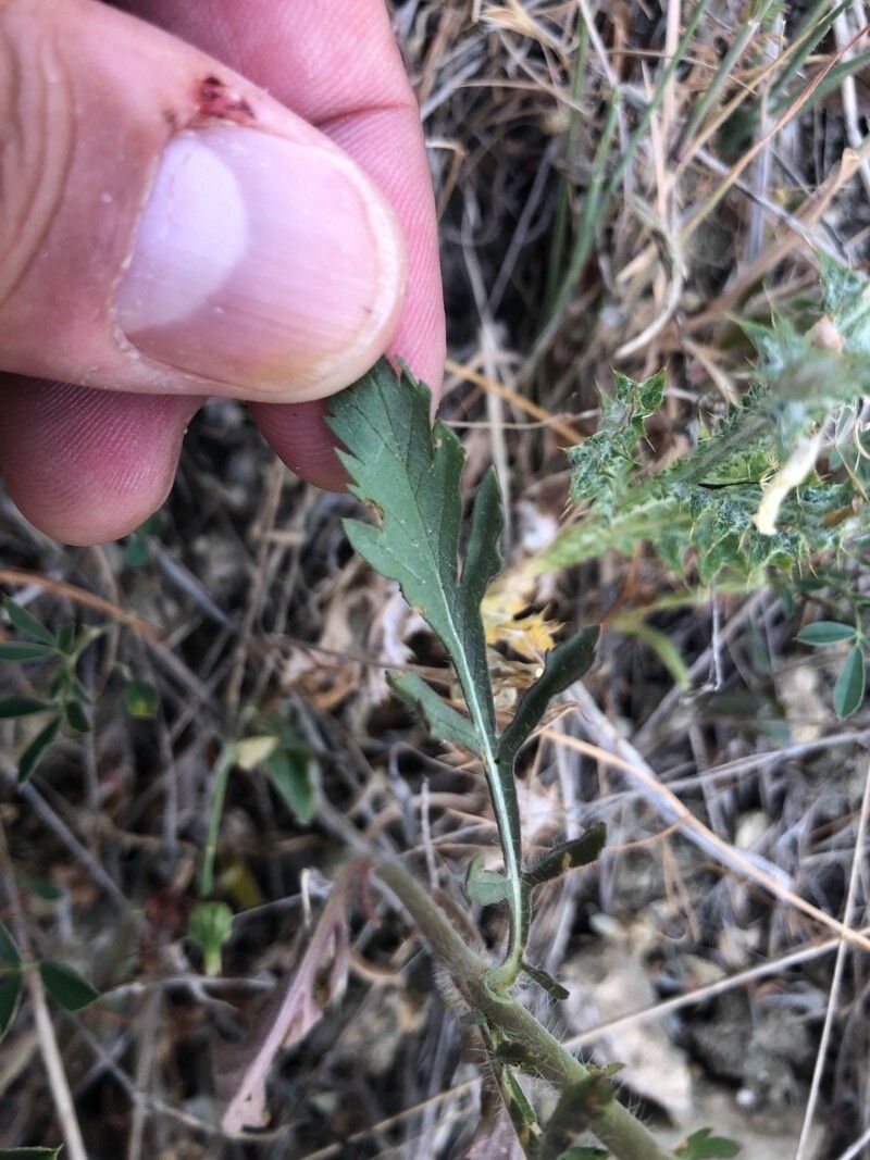 Lomelosia simplex — search result for 'Lomelosia'