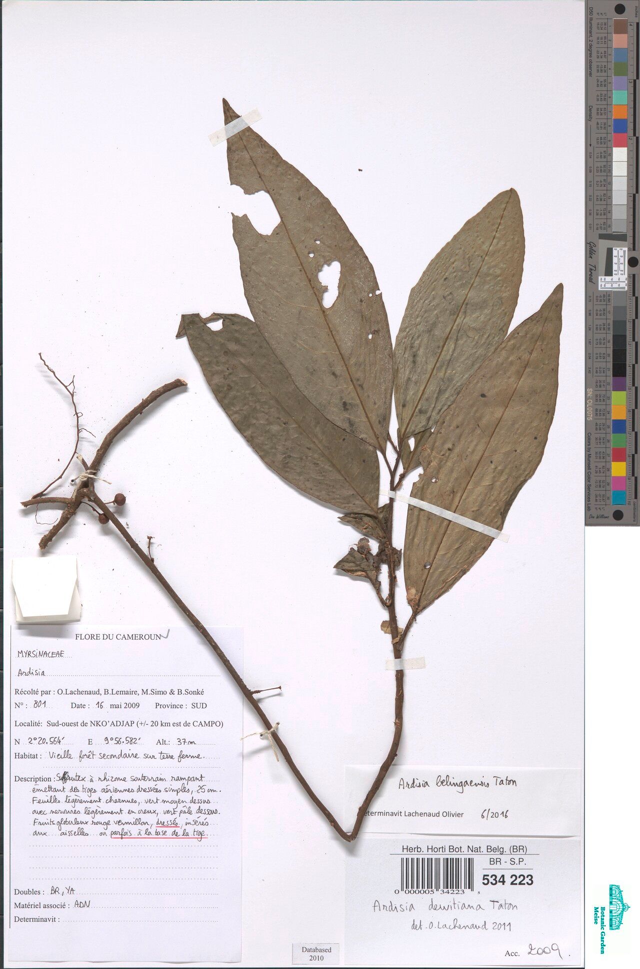 Ardisia belingaensis — houseplant care guide