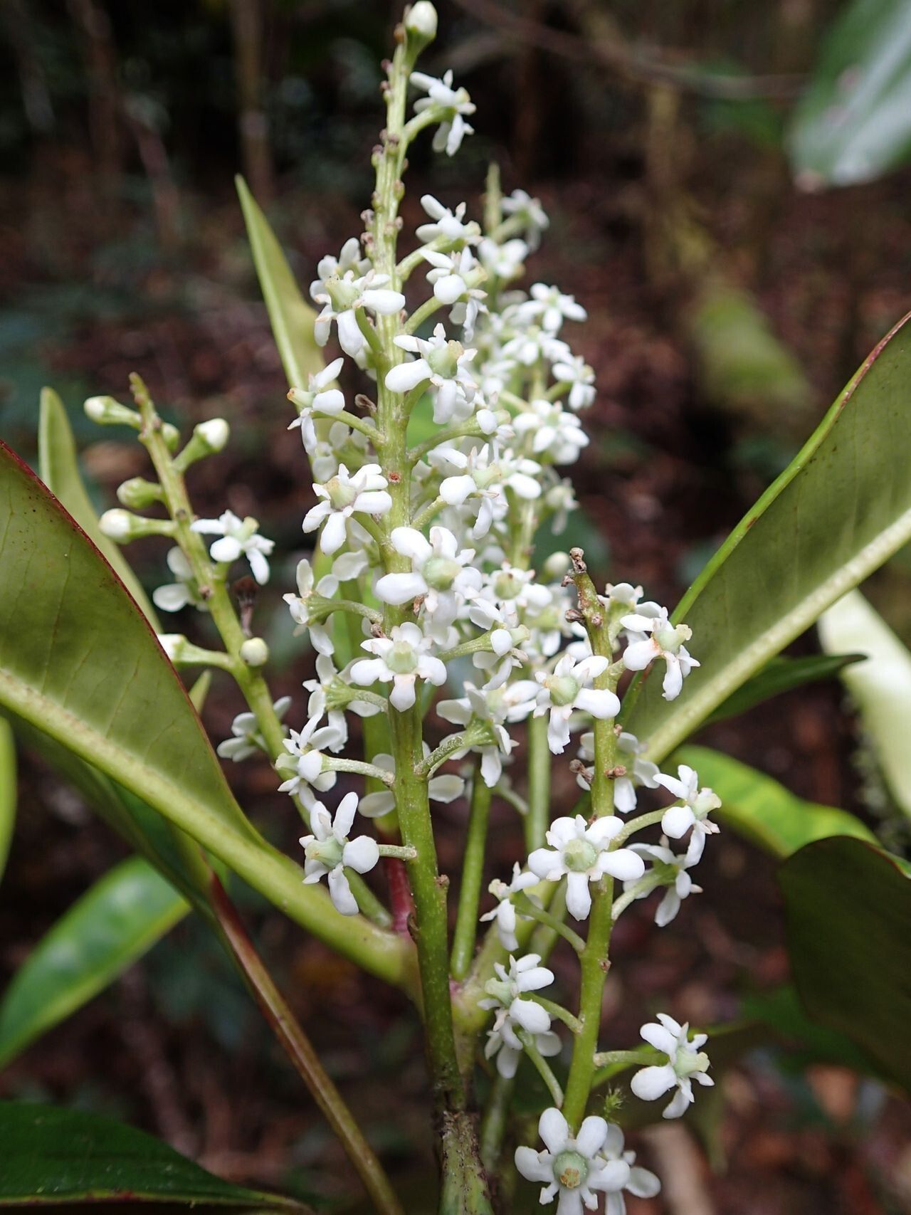 Quintinia major flower