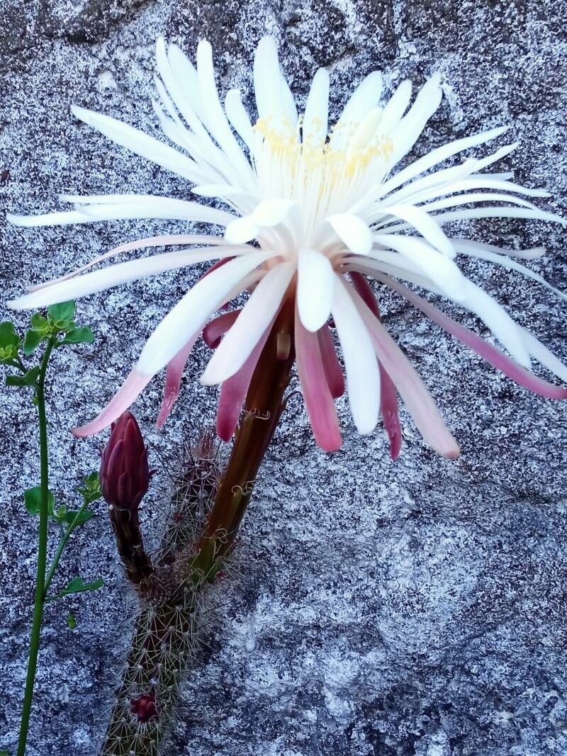 Peniocereus greggii bark