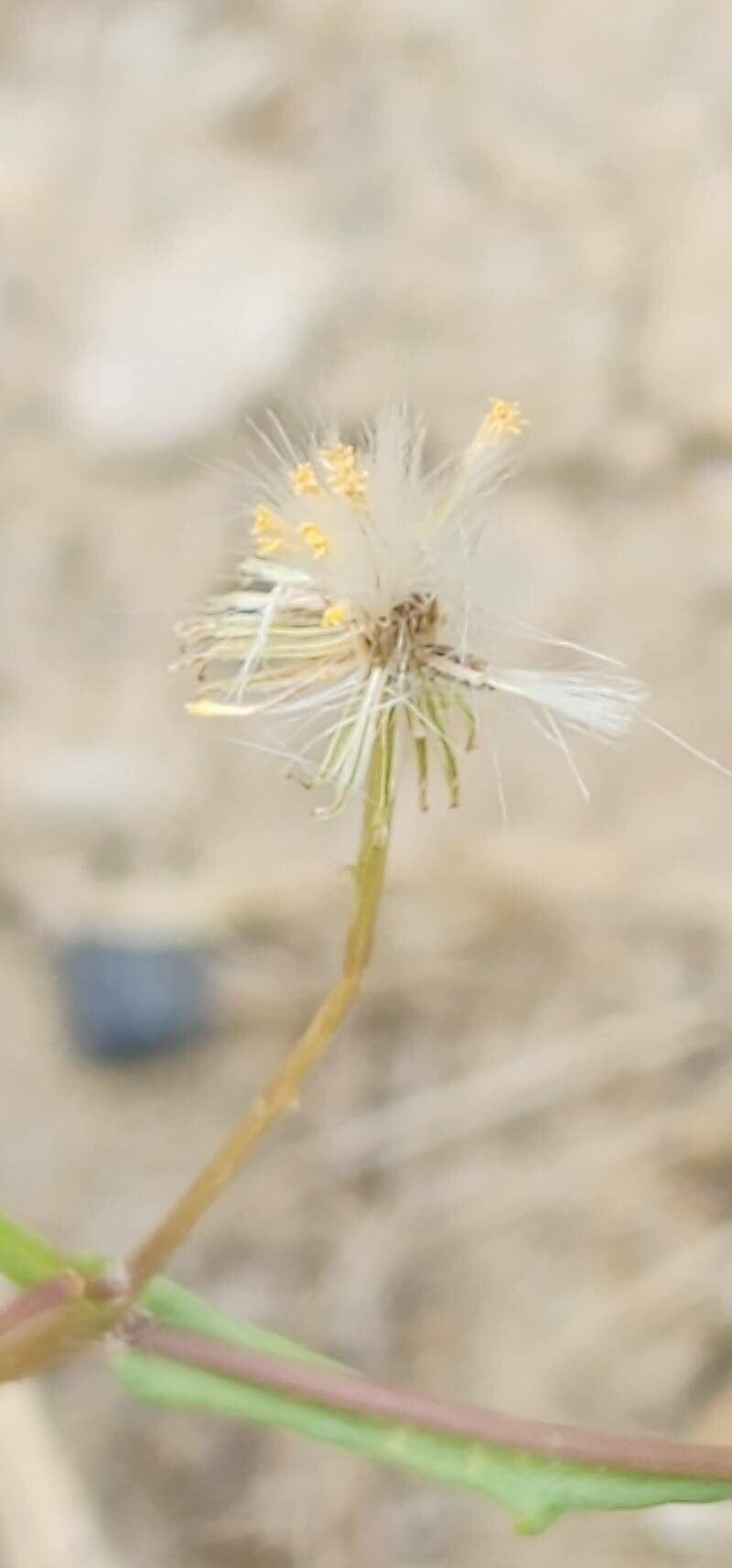 Senecio glaucus fruit