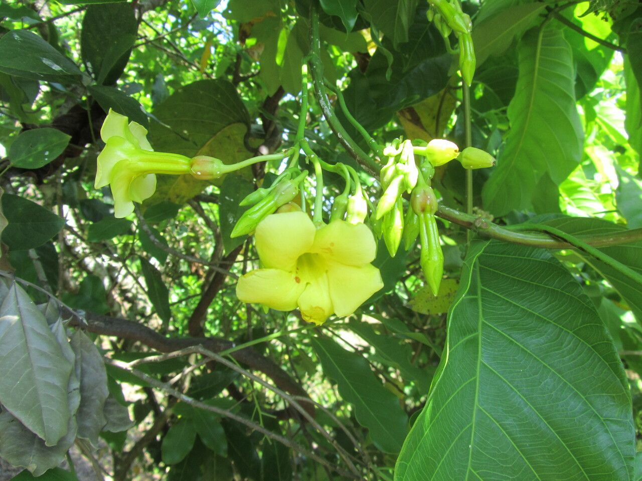 Odontadenia macrantha flower