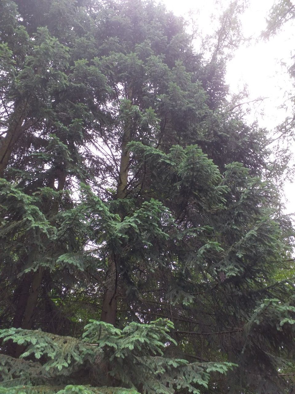 Picea koyamae habit