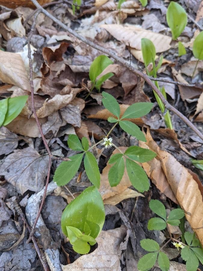 Panax trifolius habit