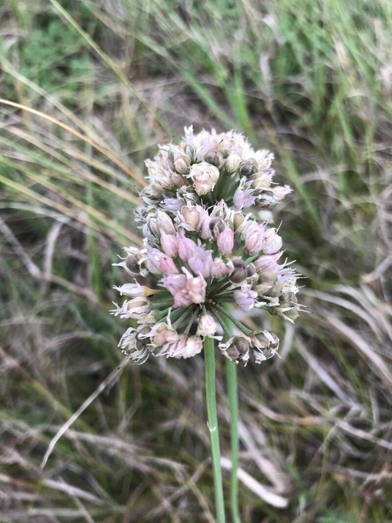 Allium suaveolens flower