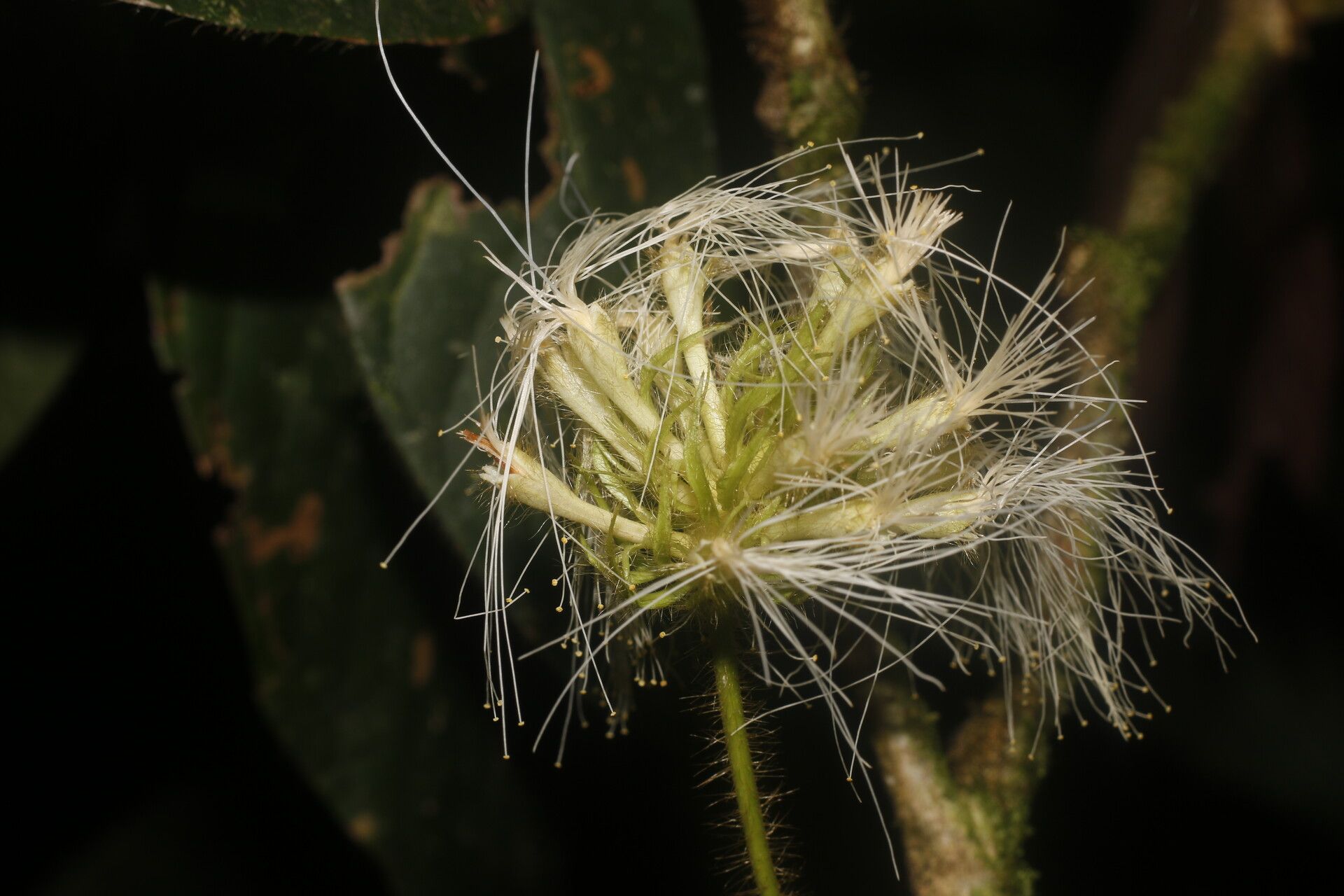 Inga tenuiloba fruit