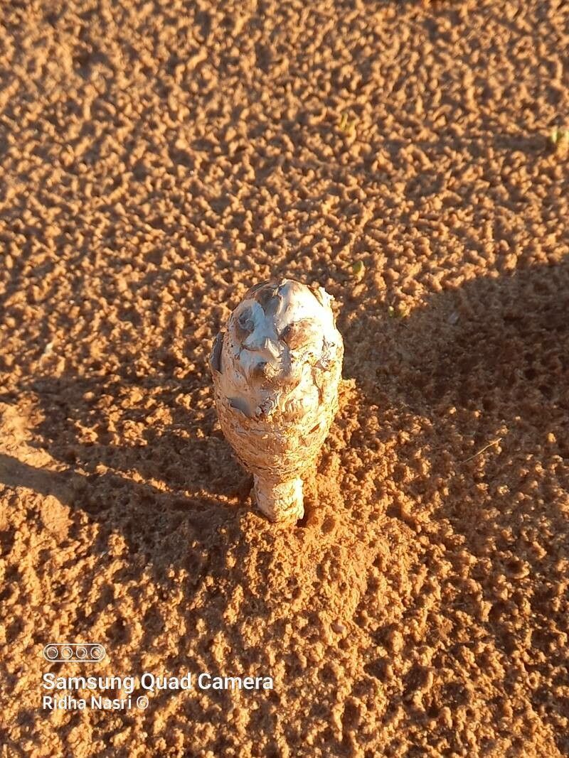 Dacryodes edulis — search result for 'Angola'