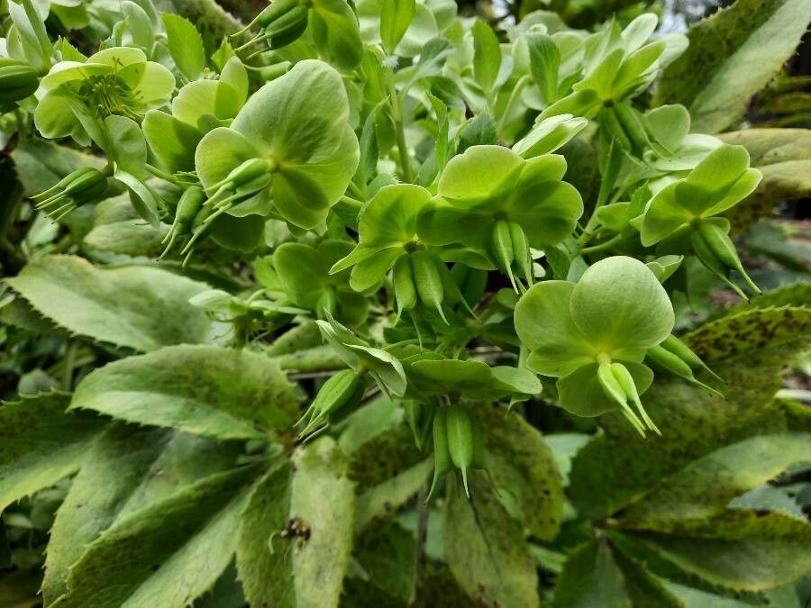 Helleborus argutifolius fruit