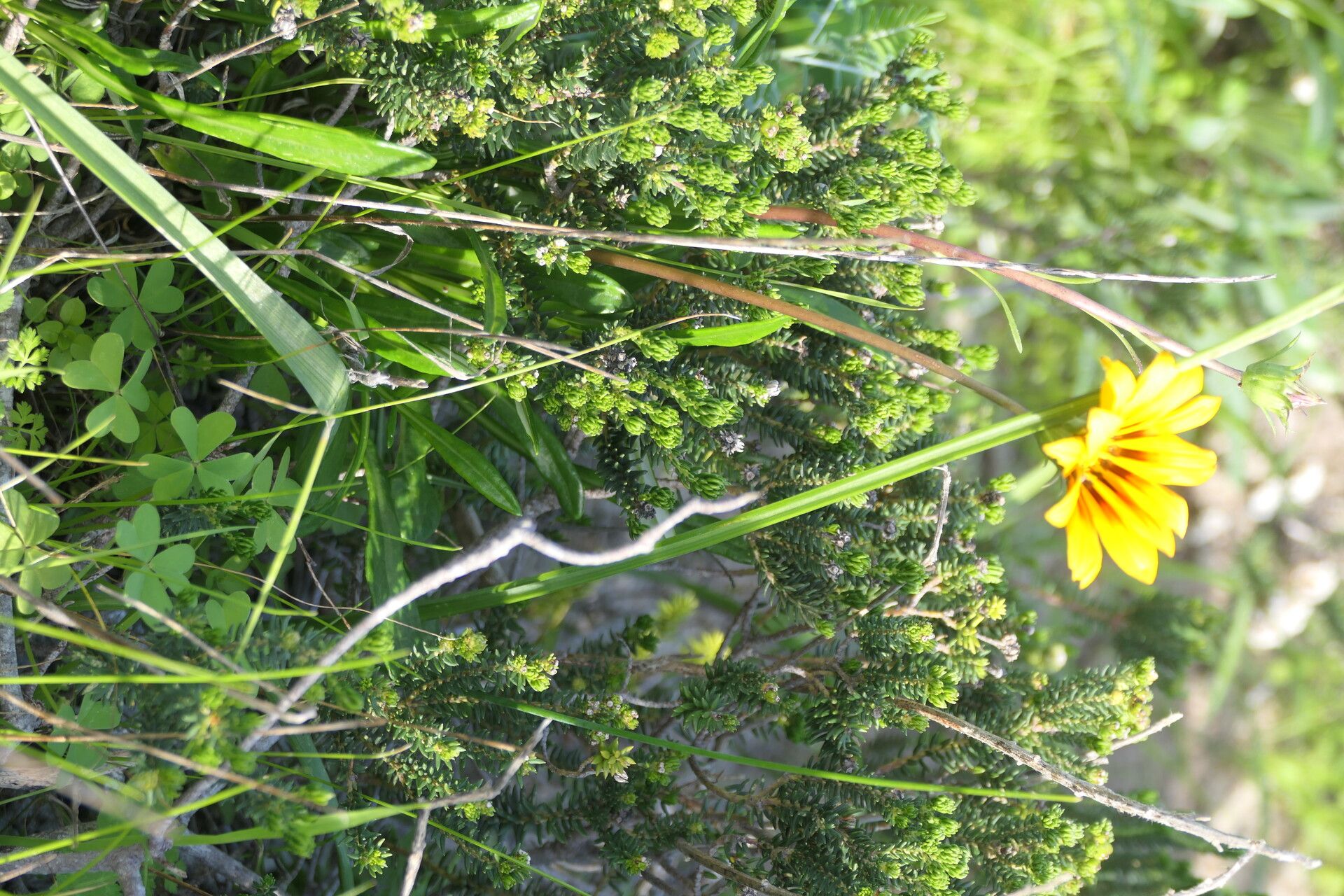 Gazania krebsiana — related species from the same genus