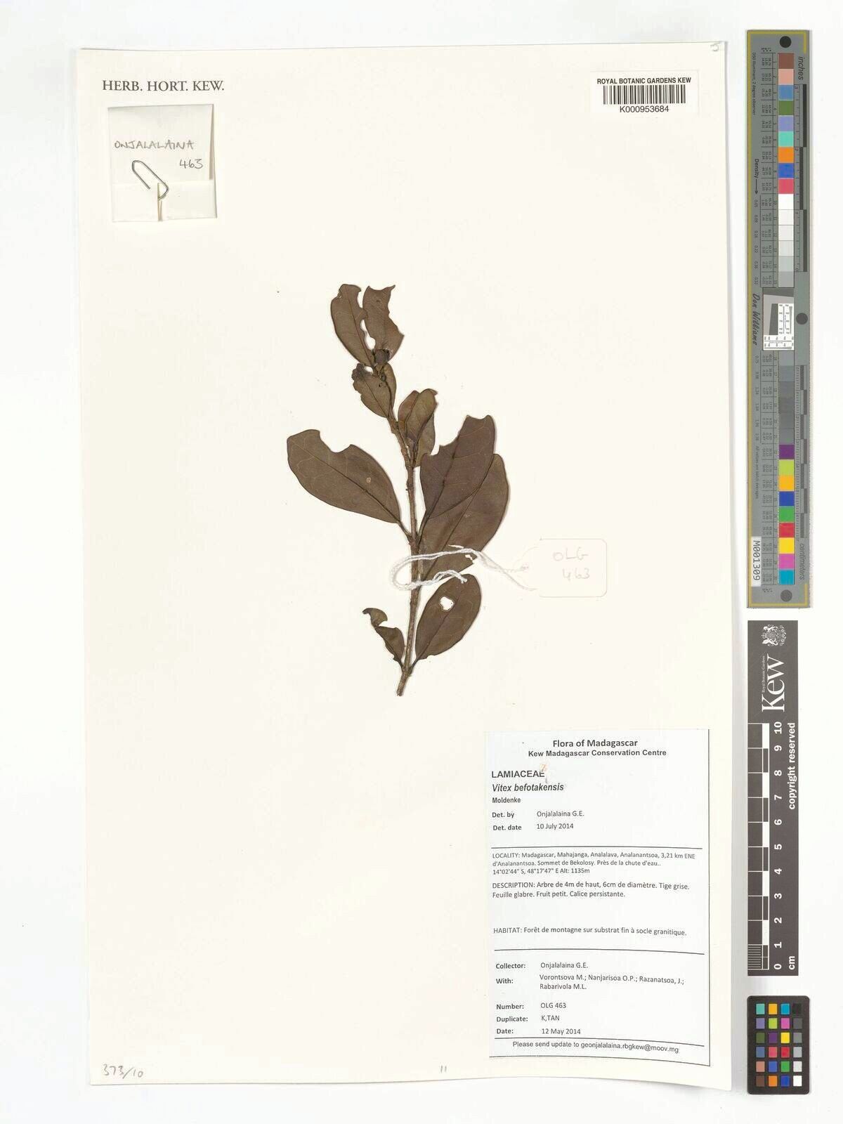 Vitex befotakensis — houseplant care guide