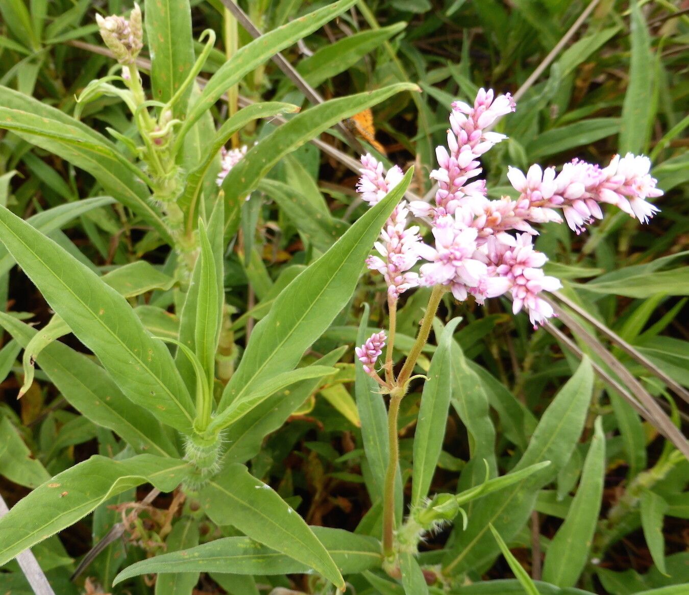 Persicaria limbata — houseplant care guide
