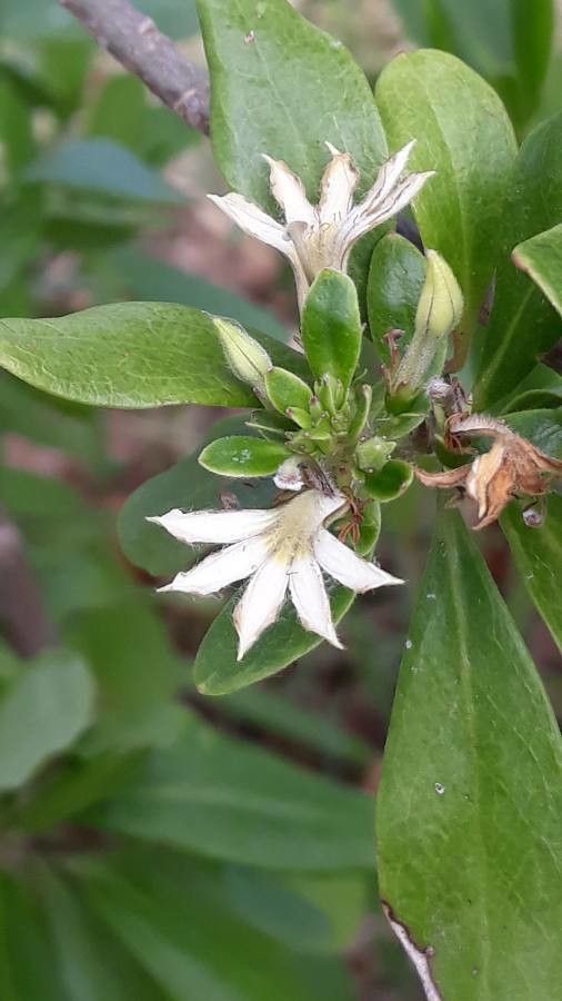 Scaevola montana flower