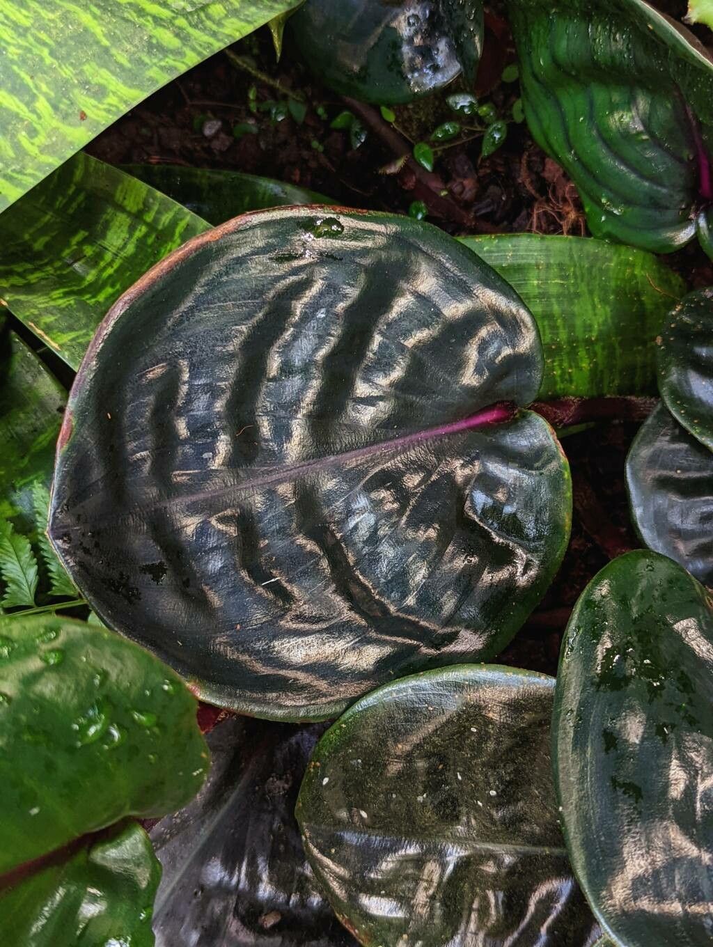 Geogenanthus ciliatus — full shade houseplant