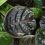 Geogenanthus ciliatus