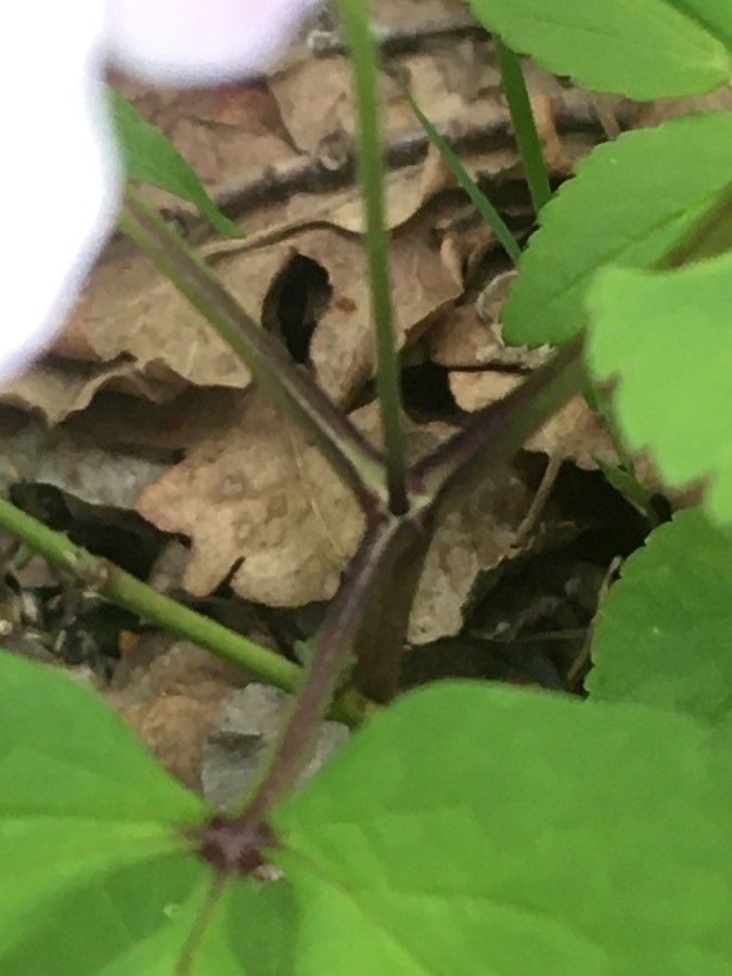 Anemone trifolia bark