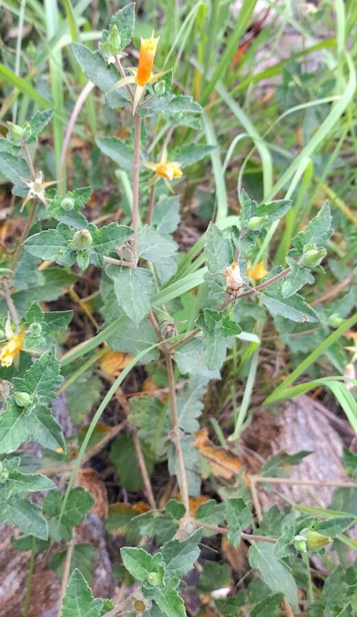 Mentzelia scabra habit