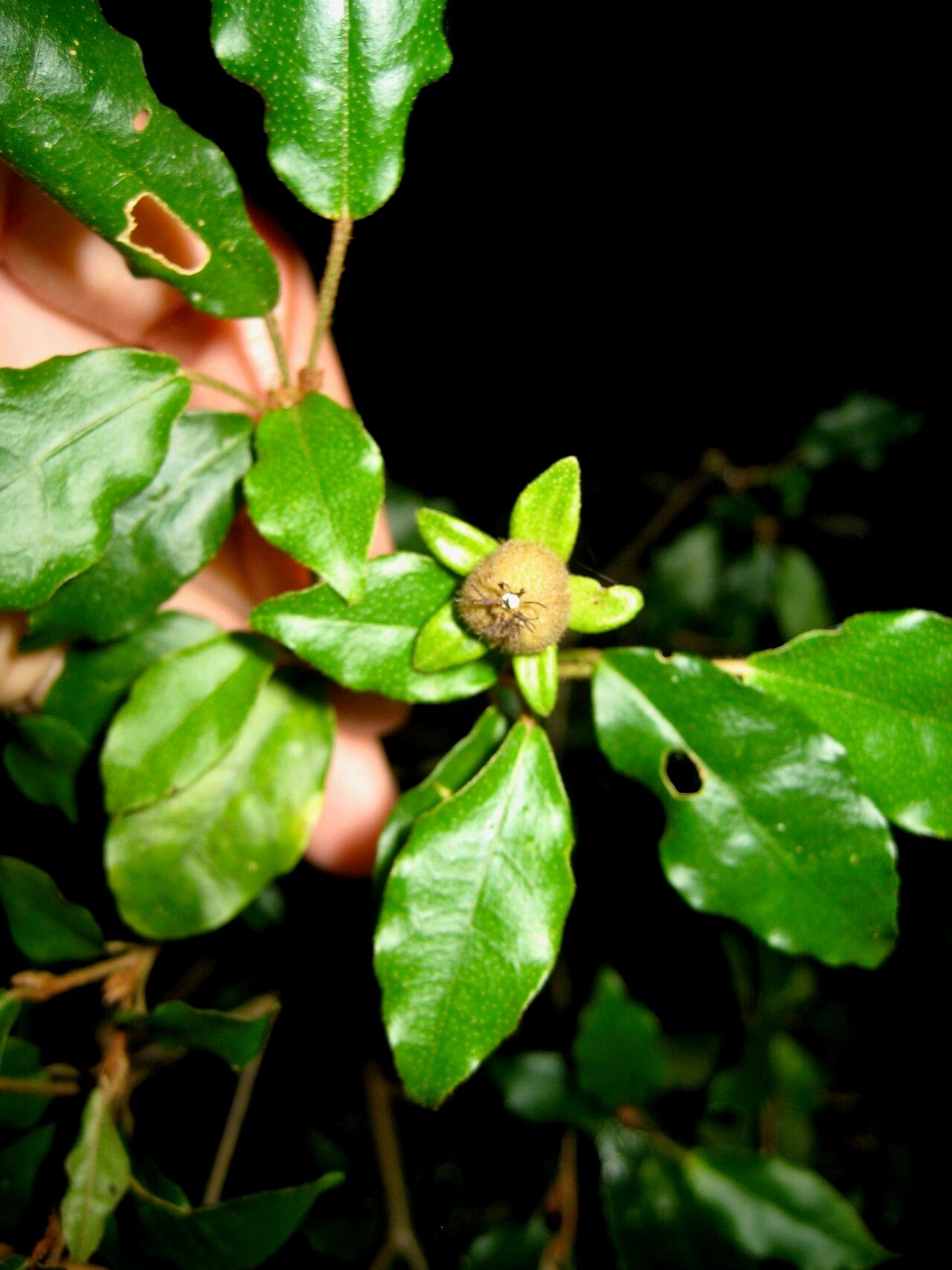 Croton minimimarginiglandulosus — houseplant care guide