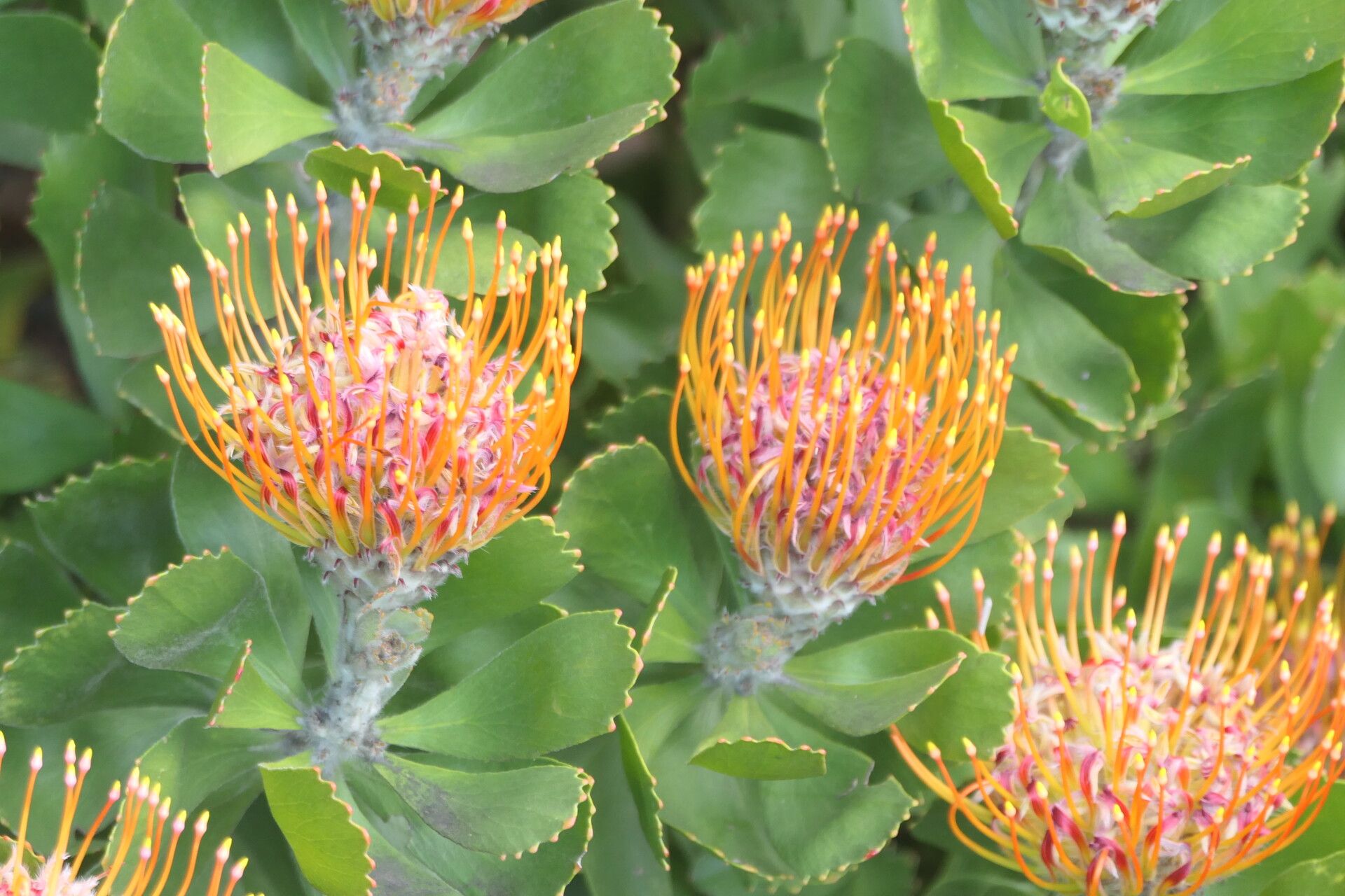 Leucospermum praecox flower