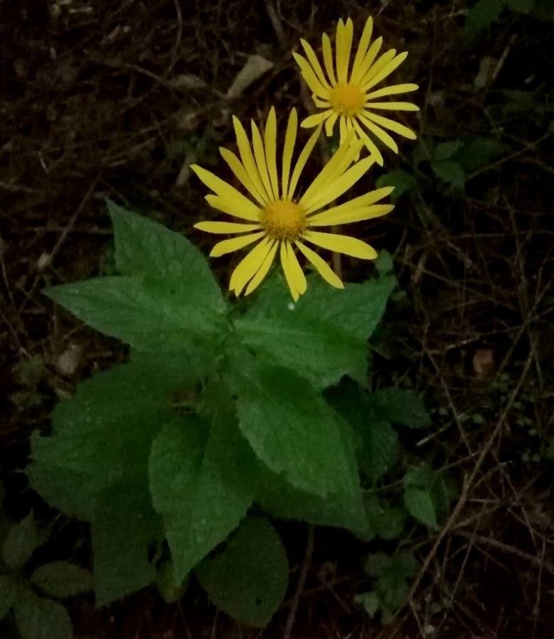 Doronicum austriacum flower