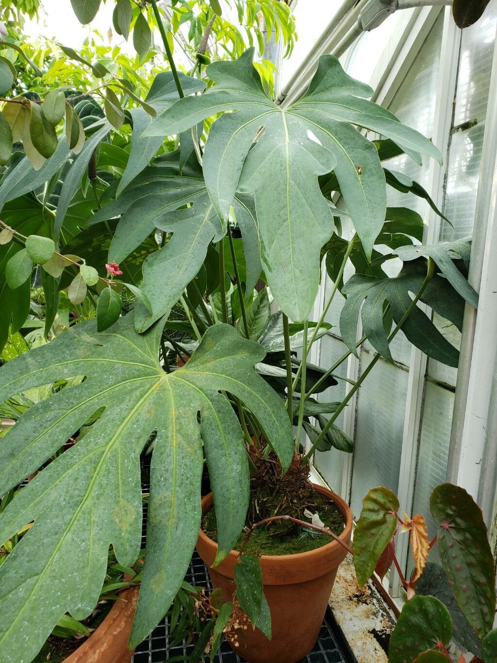 Anthurium podophyllum habit