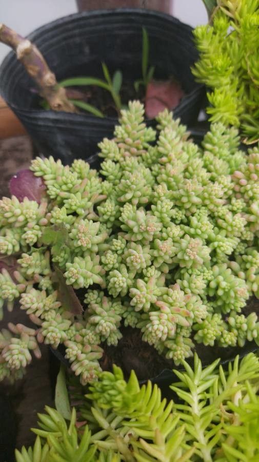 Sedum gracile flower