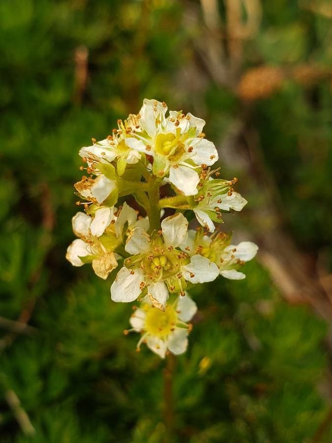 Luetkea pectinata flower
