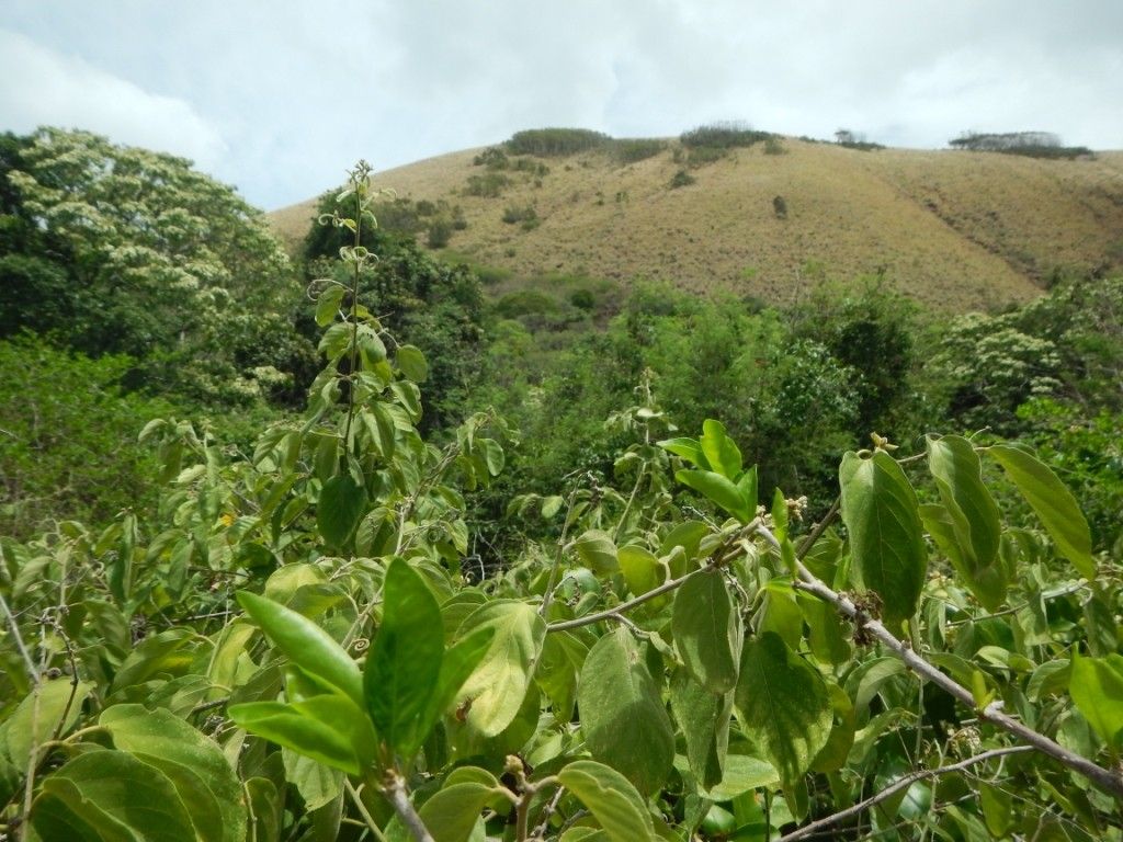 Gouania leratii habit