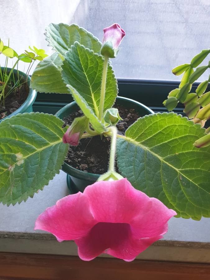 Sinningia speciosa habit