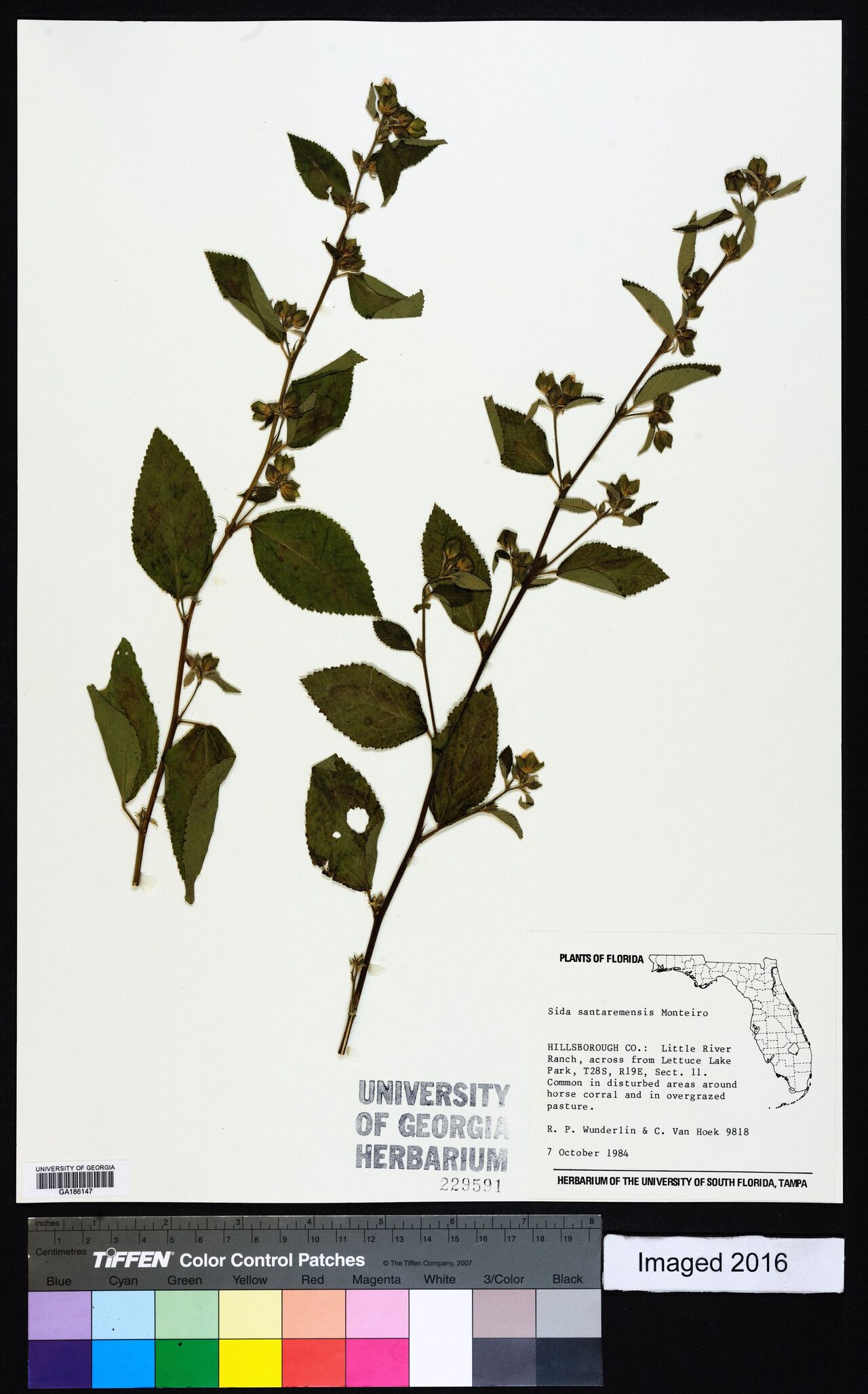 Sida santaremensis other