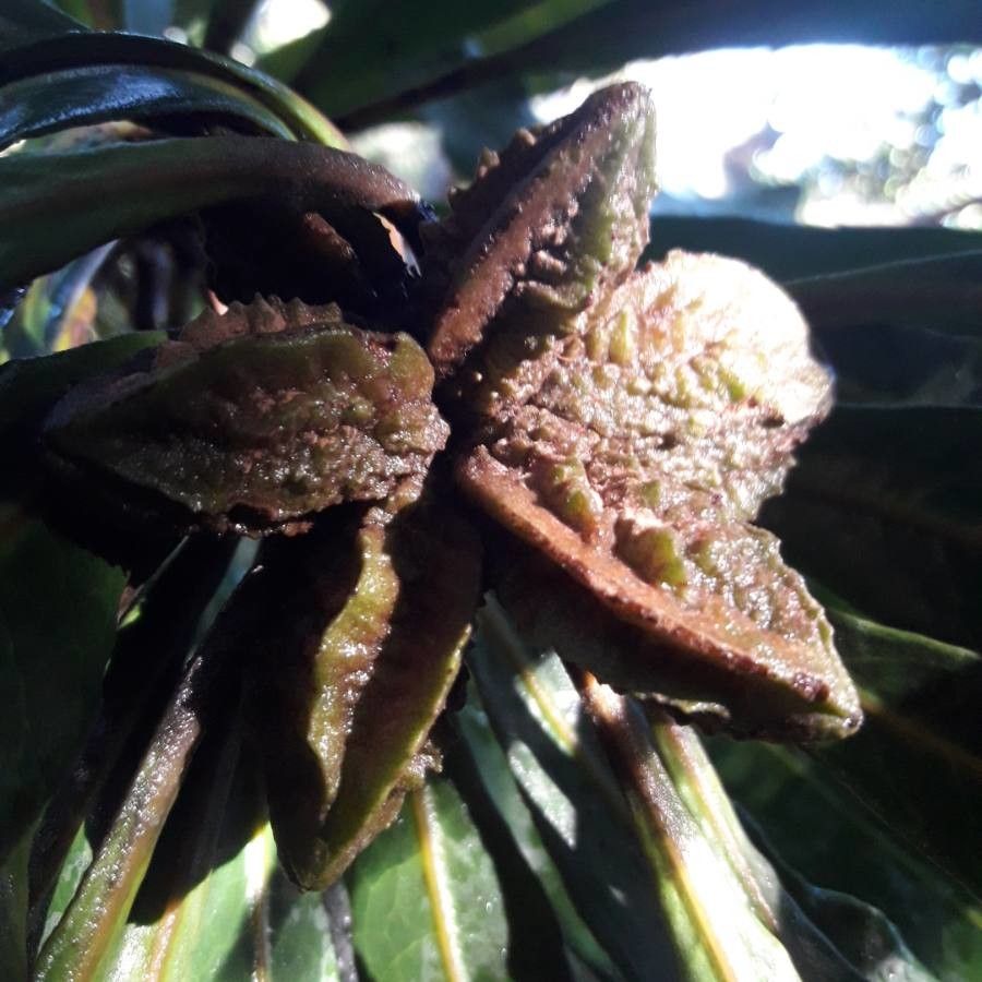 Pittosporum collinum fruit