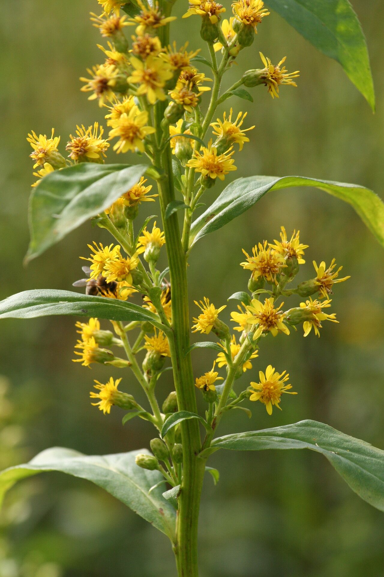 Solidago glomerata — search result for 'Solidago'
