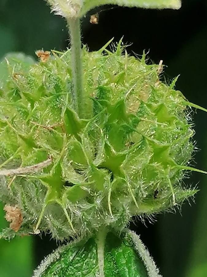 Phlomis purpurea fruit