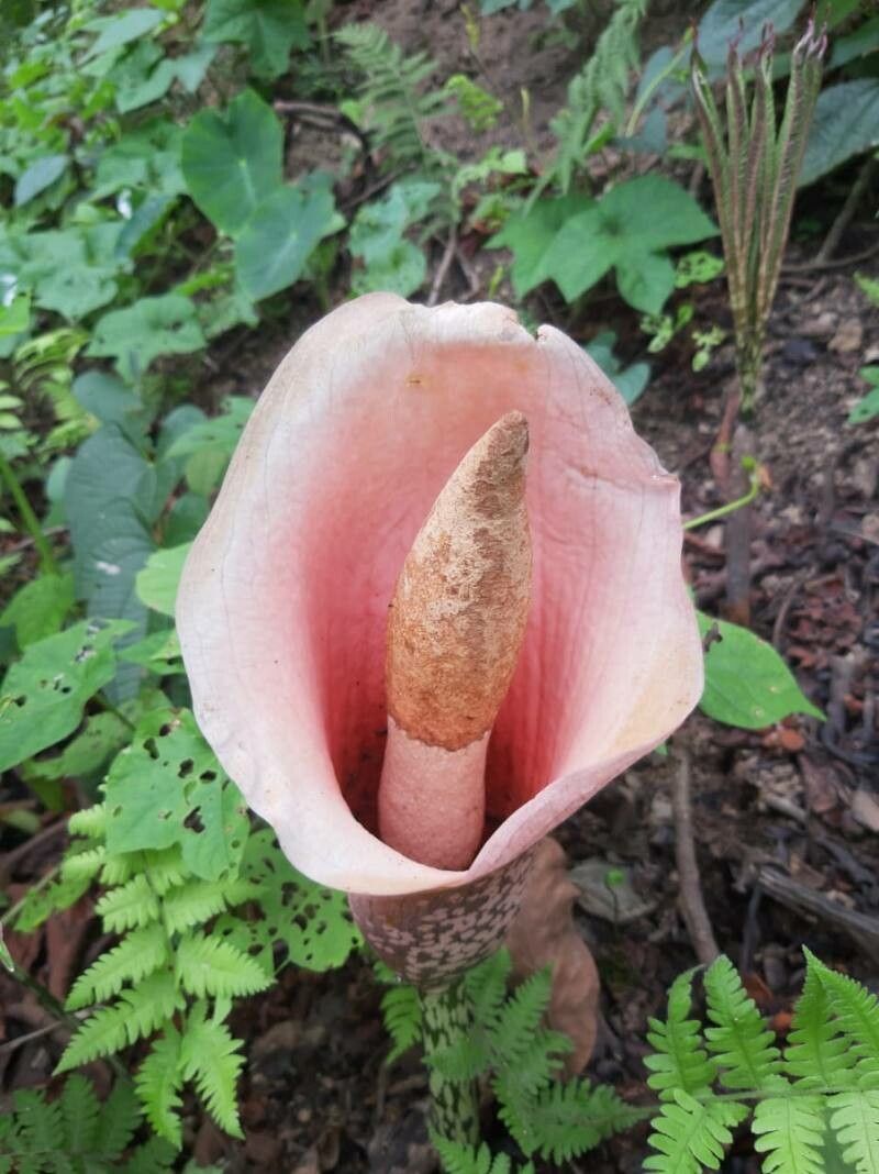 Amorphophallus bulbifer flower