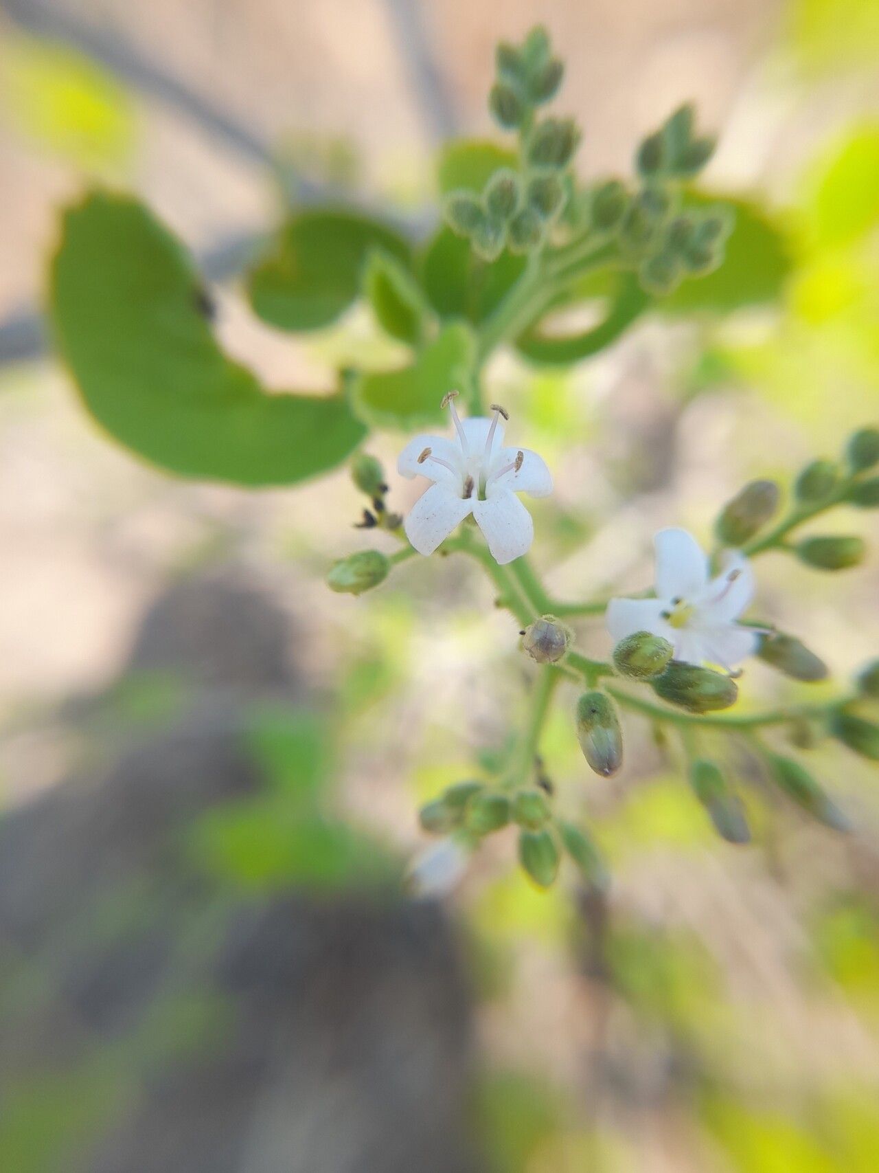 Cordia pilosissima flower