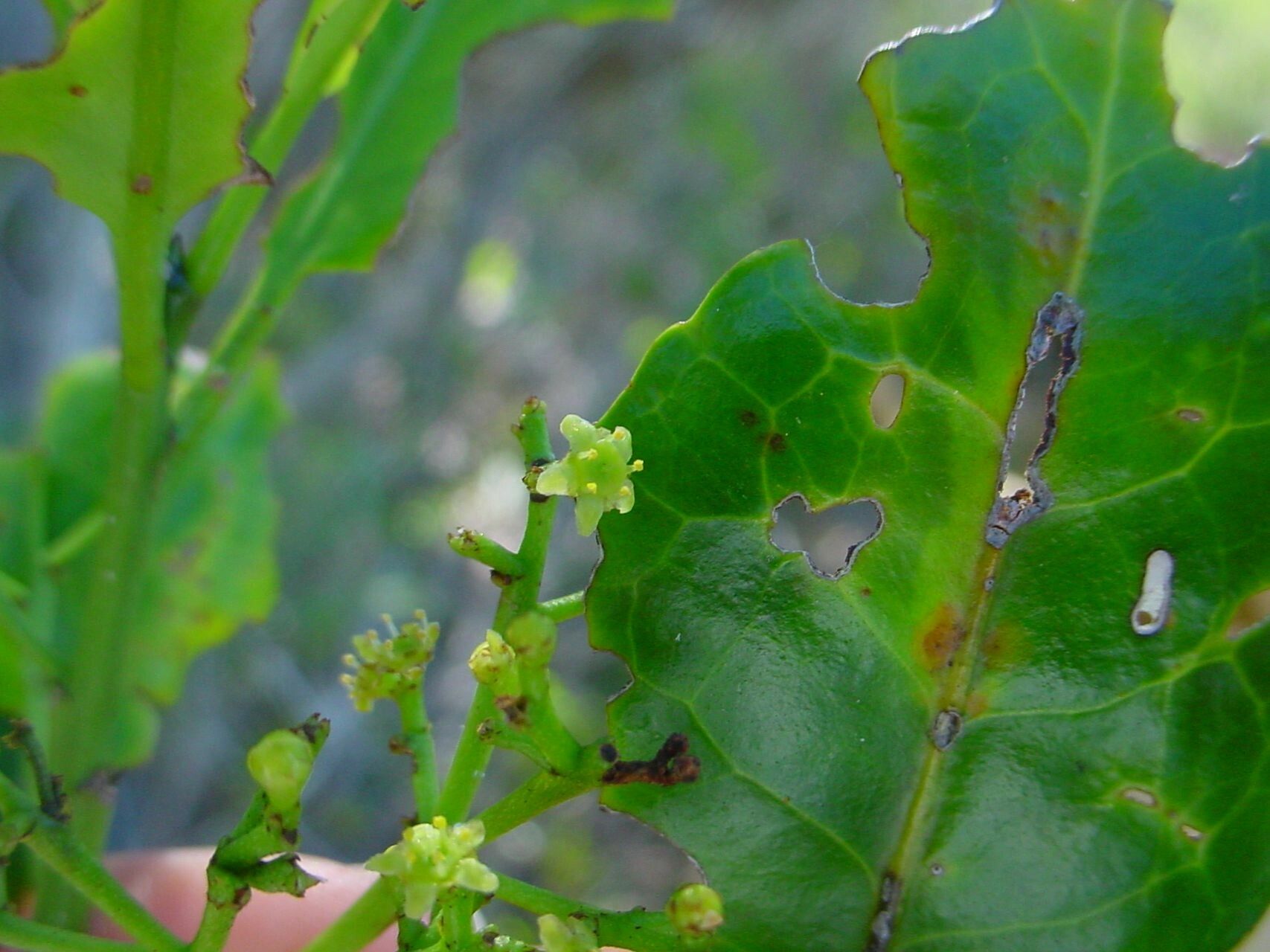 Elaeodendron pininsulare — search result for 'Elaeodendron'