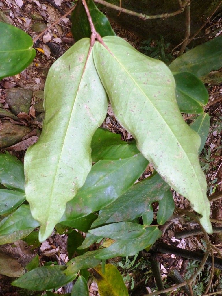 Syzygium ramilepis leaf