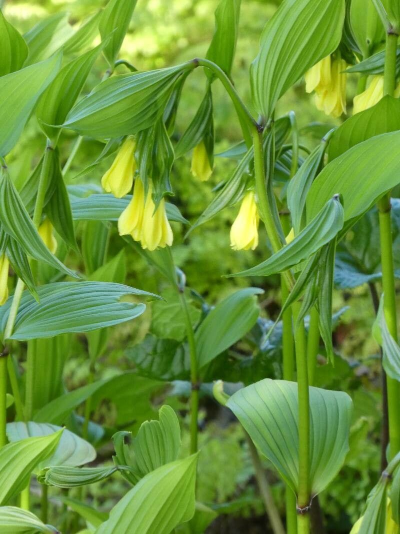 Disporum uniflorum — houseplant care guide