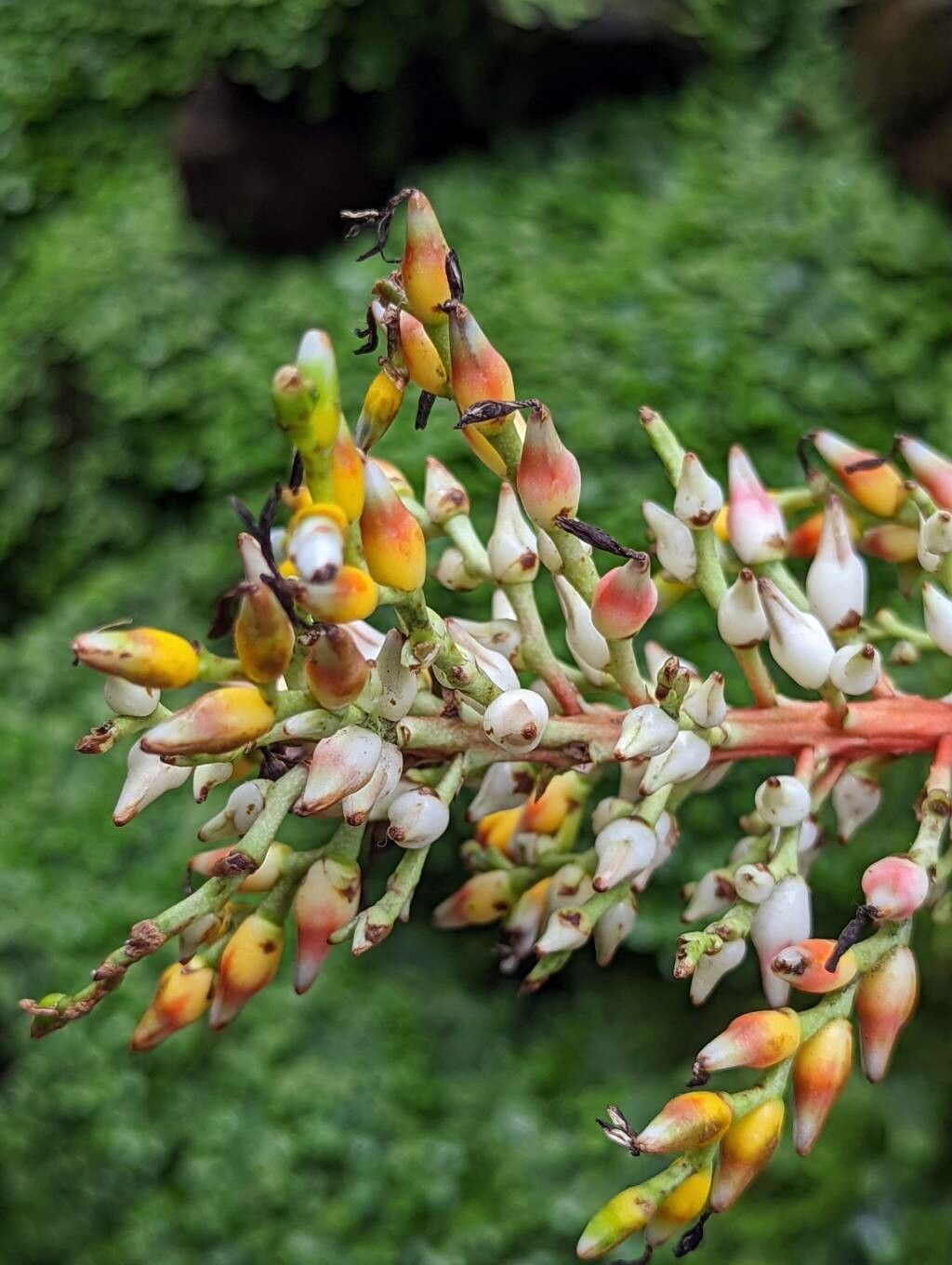 Aechmea servitensis fruit