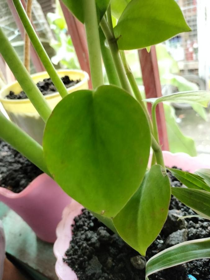 Peperomia scandens fruit