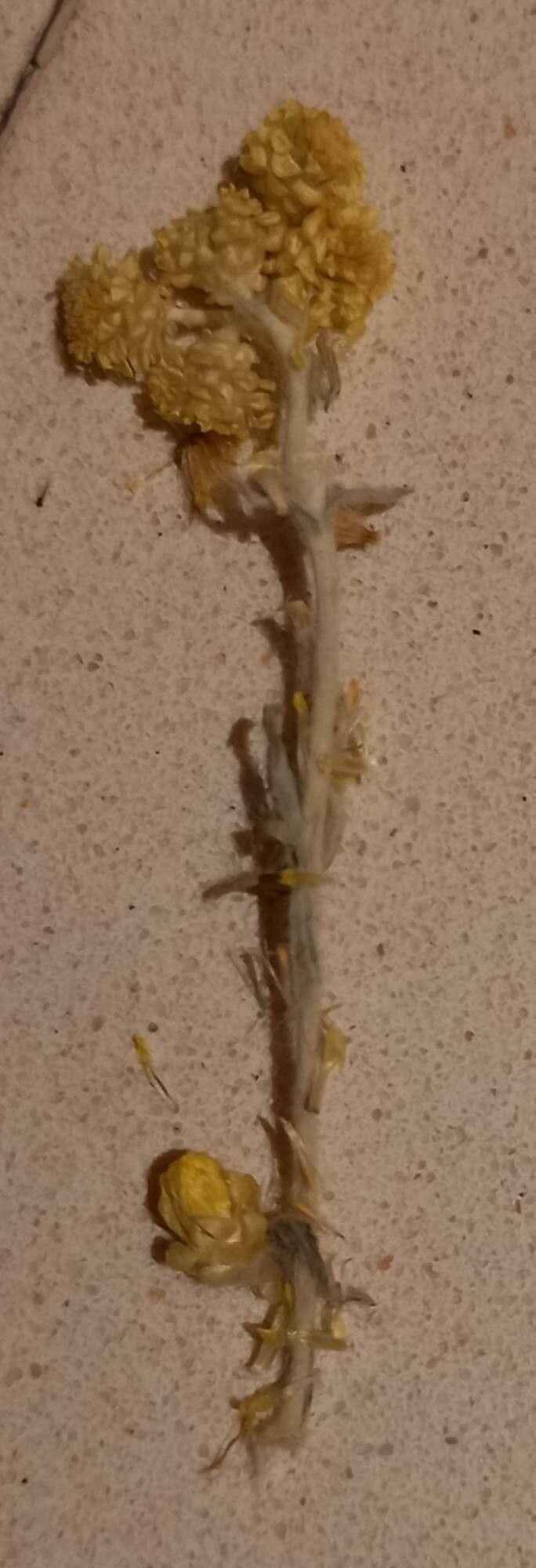 Helichrysum armenium bark