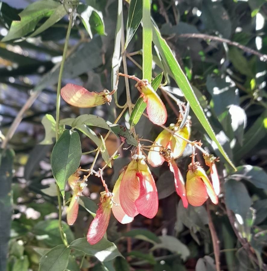 Heteropterys glabra fruit