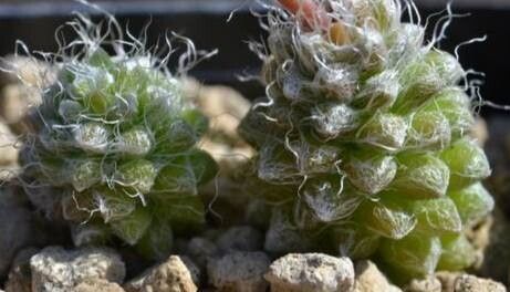 Anacampseros albidiflora — related species from the same genus