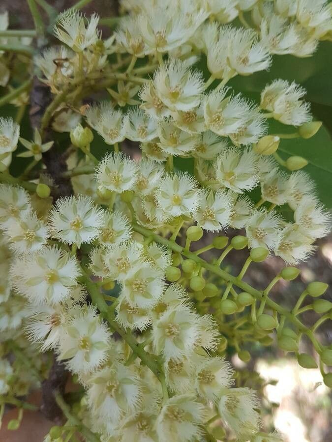Elaeocarpus serratus flower