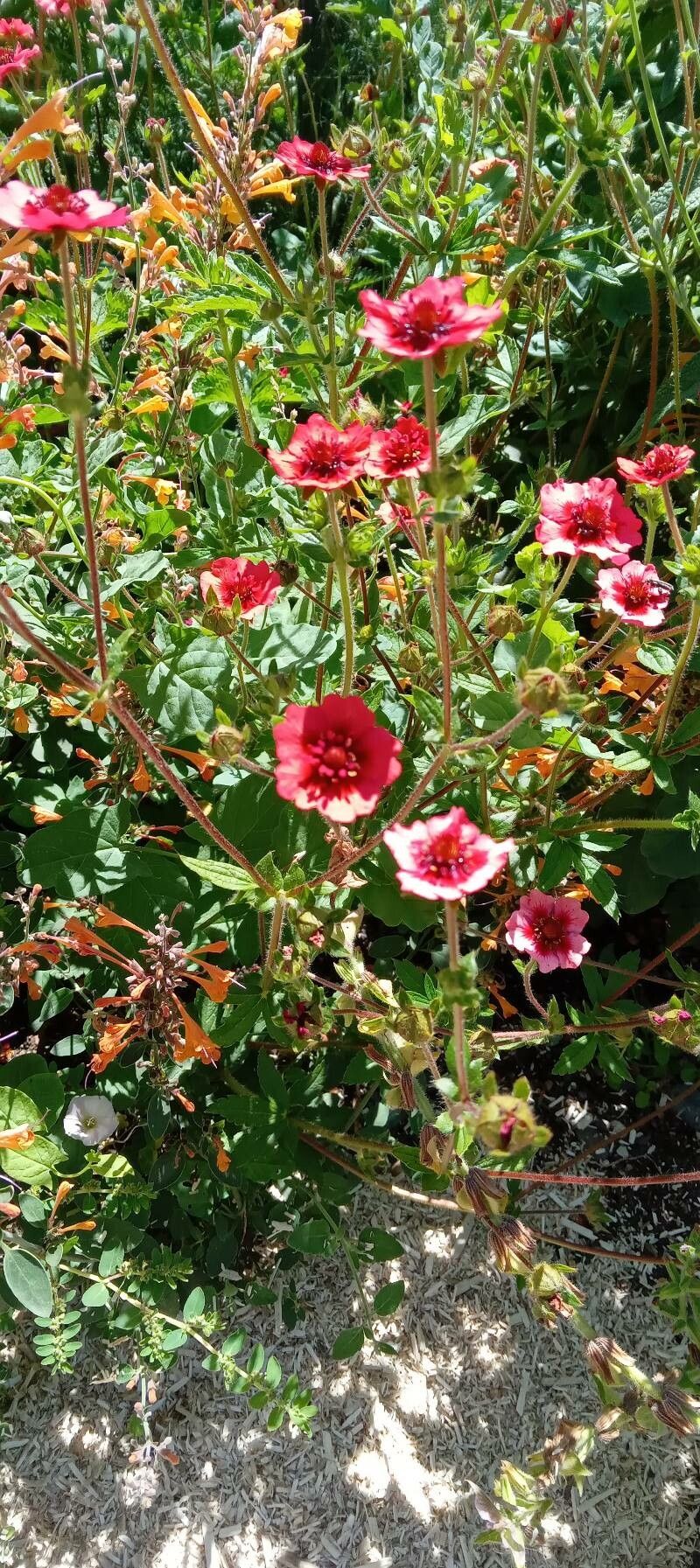 Potentilla nepalensis habit