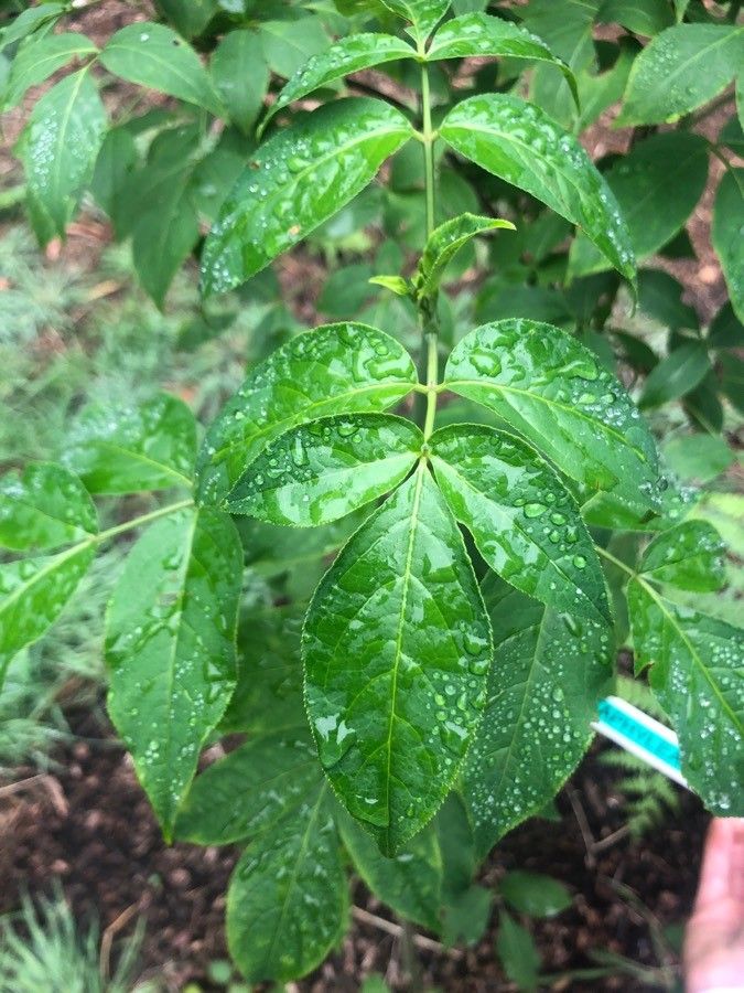 Staphylea bumalda leaf
