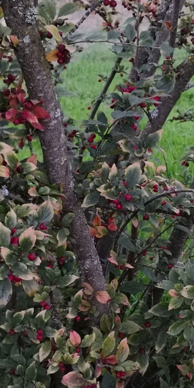 Cotoneaster obscurus bark