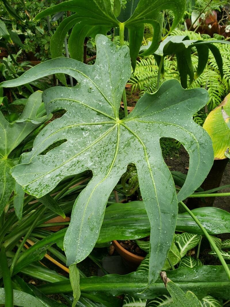 Anthurium podophyllum — search result for 'Podophyllum'