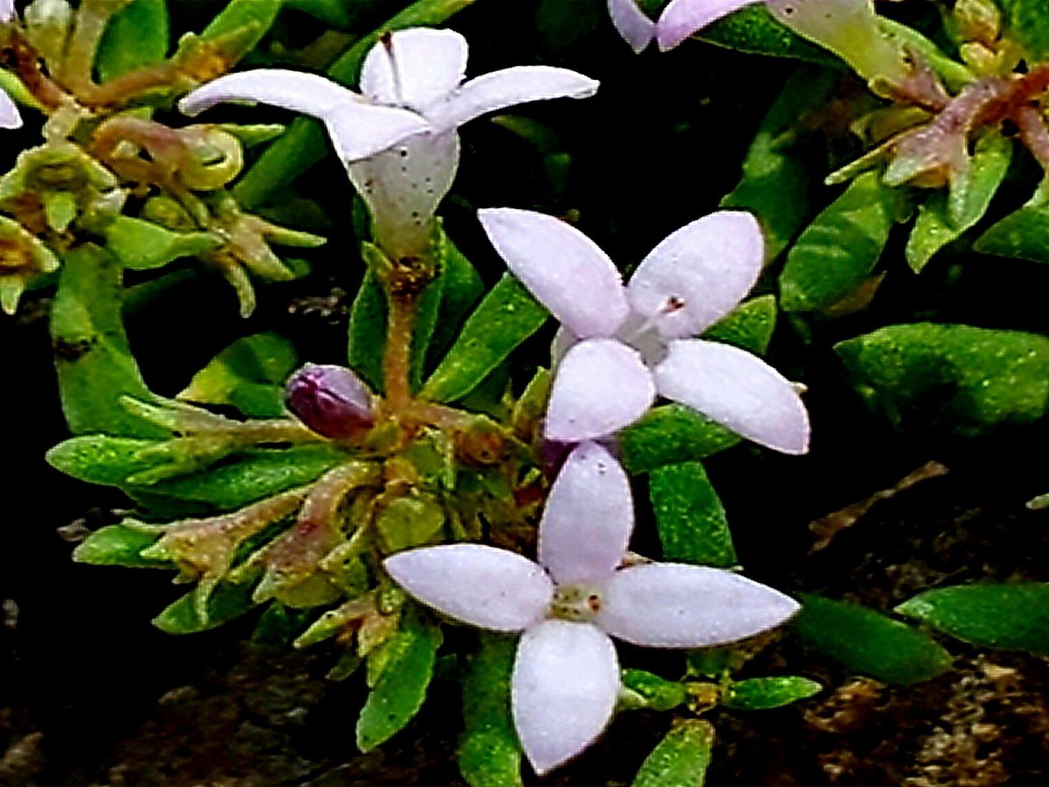 Houstonia wrightii flower