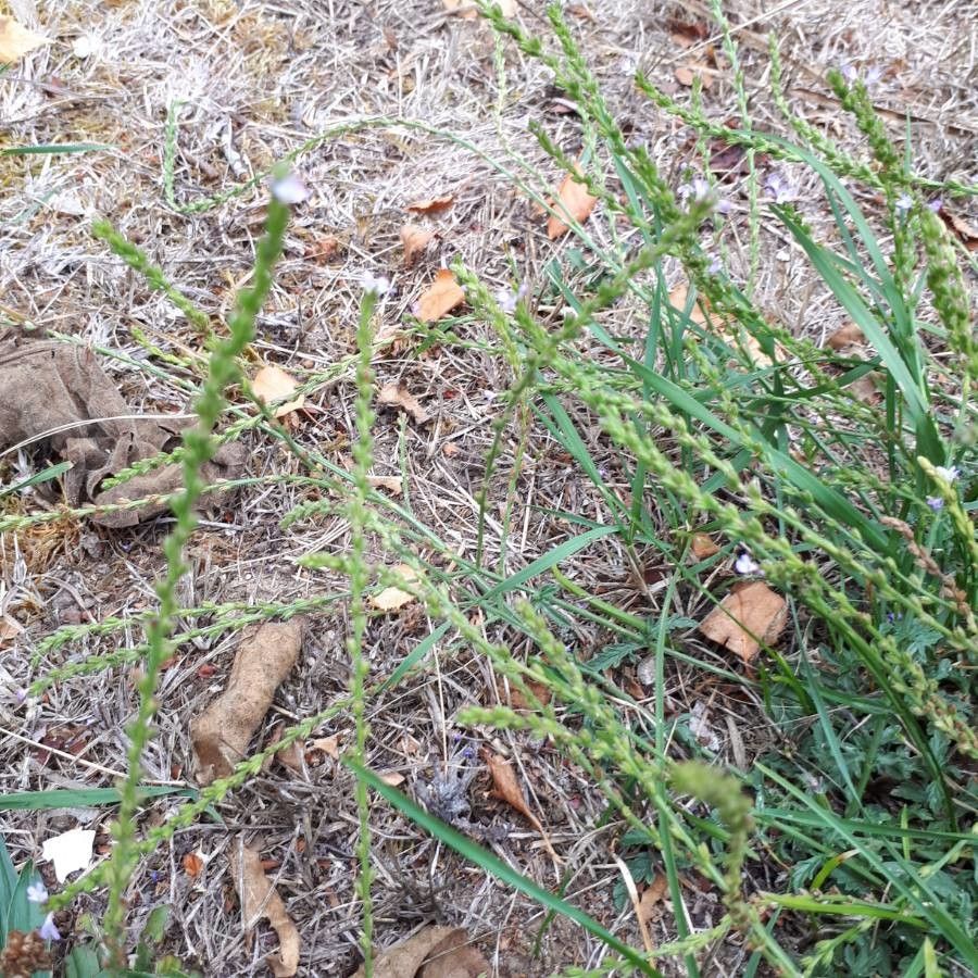 Verbena officinalis fruit