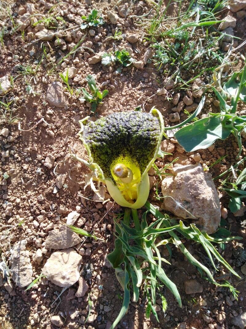 Eminium spiculatum flower